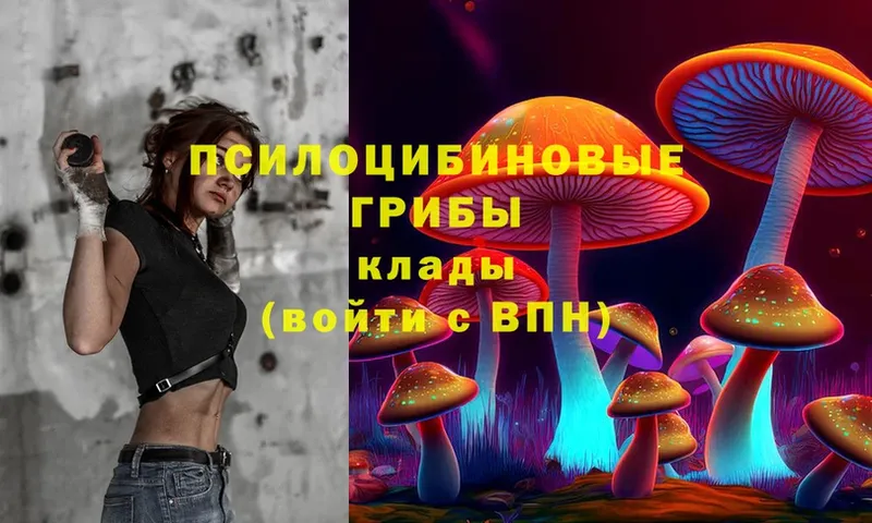 наркошоп  Абаза  Галлюциногенные грибы Psilocybe 